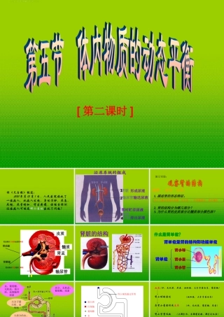 九年级科学上册 第四章第五节体内物质动态平衡课件 浙教版 课件