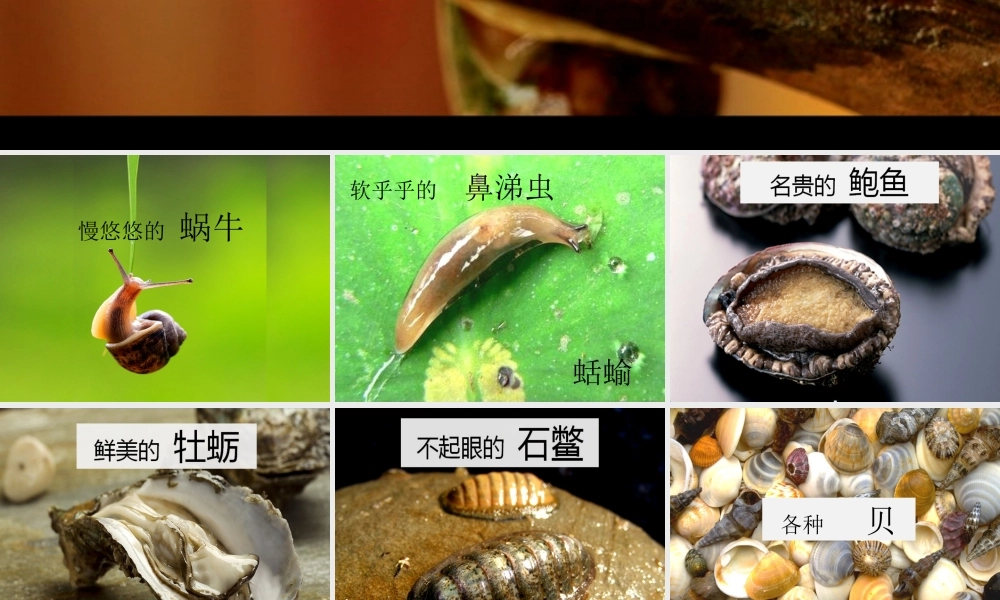 七年级生物上册 2.2.1(无脊椎动物的主要类群)资料拓展：认识软体动物素材 (新版)济南版 素材