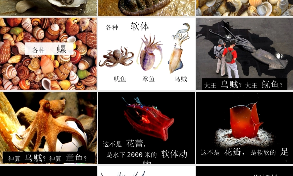 七年级生物上册 2.2.1(无脊椎动物的主要类群)资料拓展：认识软体动物素材 (新版)济南版 素材