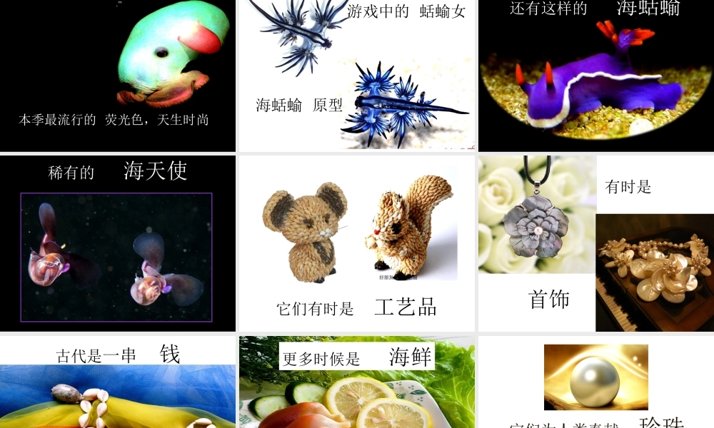 七年级生物上册 2.2.1(无脊椎动物的主要类群)资料拓展：认识软体动物素材 (新版)济南版 素材
