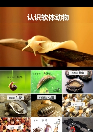 七年级生物上册 2.2.1(无脊椎动物的主要类群)资料拓展：认识软体动物素材 (新版)济南版 素材