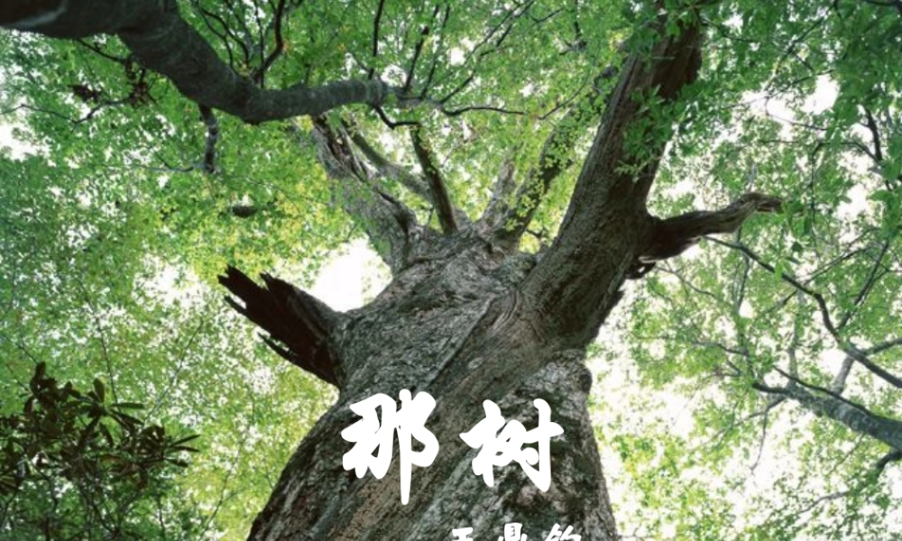 九年级语文那树课件示例 课件