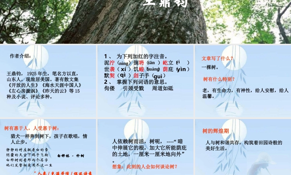 九年级语文那树课件示例 课件