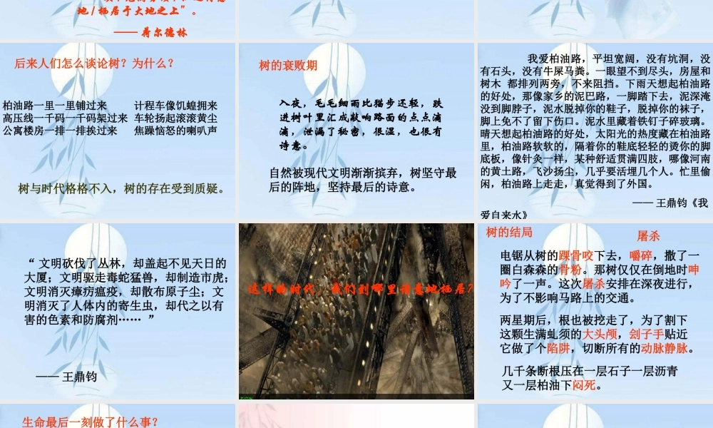 九年级语文那树课件示例 课件