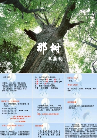 九年级语文那树课件示例 课件