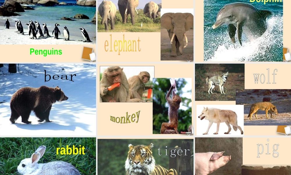 七年级英语下册 Unit3 Whydoyoulikekoalas 人教新目标版 试题