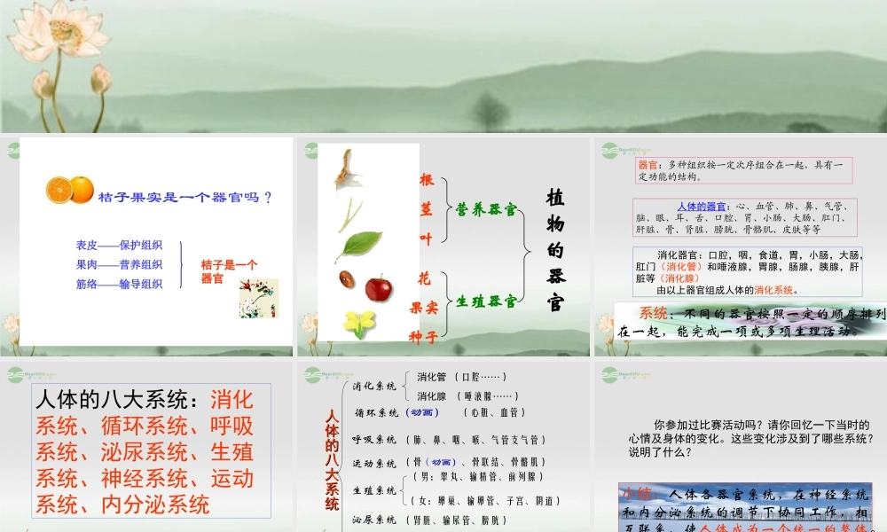 七年级科学上册 第2章 观察生物 第3节 生物体的结构层次(2)课件 浙教版 课件