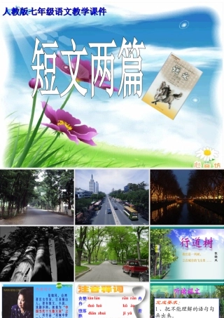 七年级语文上册 (短文两篇 行道树 第一次真好)教学课件 人教新课标版 课件