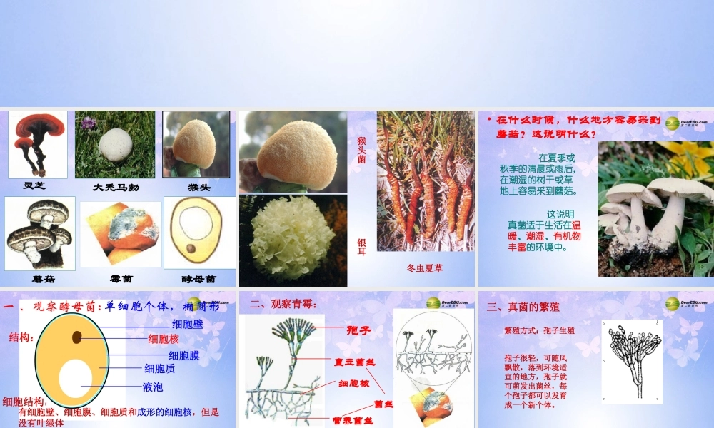 八年级生物上册 4.3 真菌课件 新人教版 课件