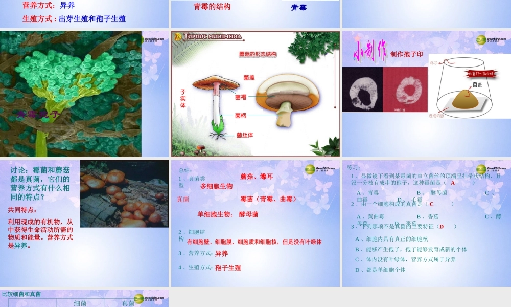 八年级生物上册 4.3 真菌课件 新人教版 课件