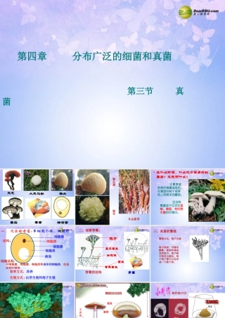 八年级生物上册 4.3 真菌课件 新人教版 课件