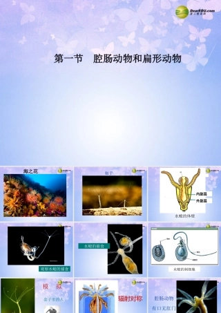 八年级生物上册 第五单元 第一章 第一节 腔肠动物和扁形动物课件1 新人教版 课件