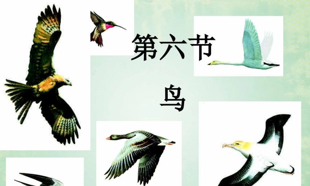 八年级生物上册 第六节 鸟课件 (新版)新人教版 课件