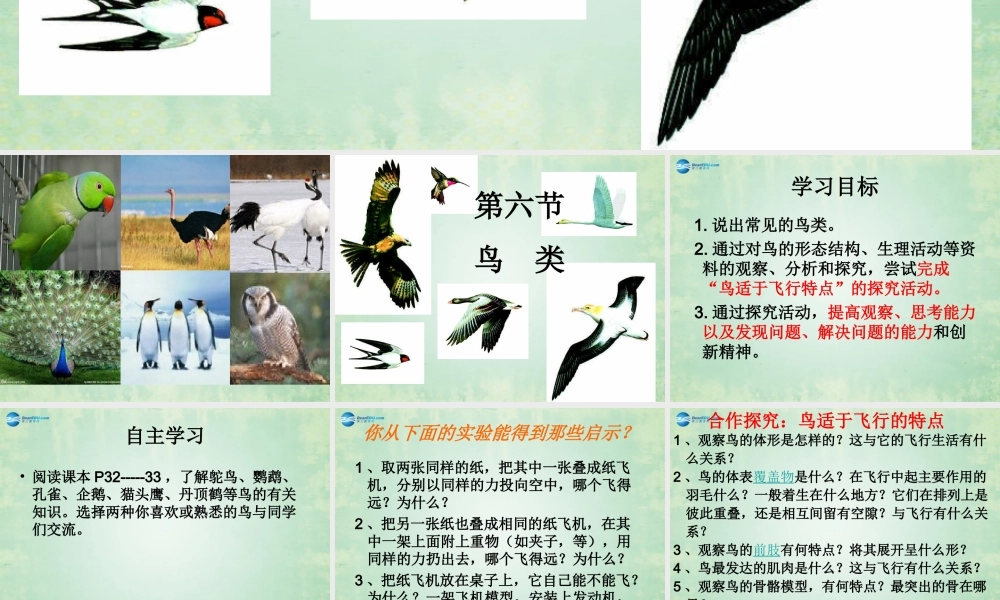 八年级生物上册 第六节 鸟课件 (新版)新人教版 课件