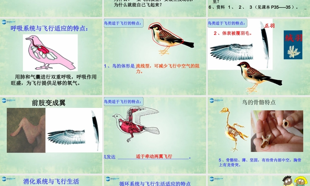 八年级生物上册 第六节 鸟课件 (新版)新人教版 课件