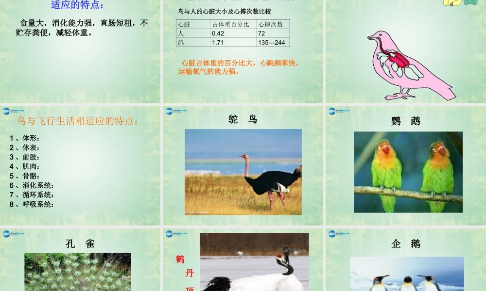 八年级生物上册 第六节 鸟课件 (新版)新人教版 课件