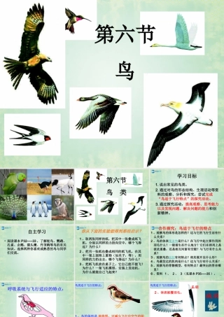 八年级生物上册 第六节 鸟课件 (新版)新人教版 课件