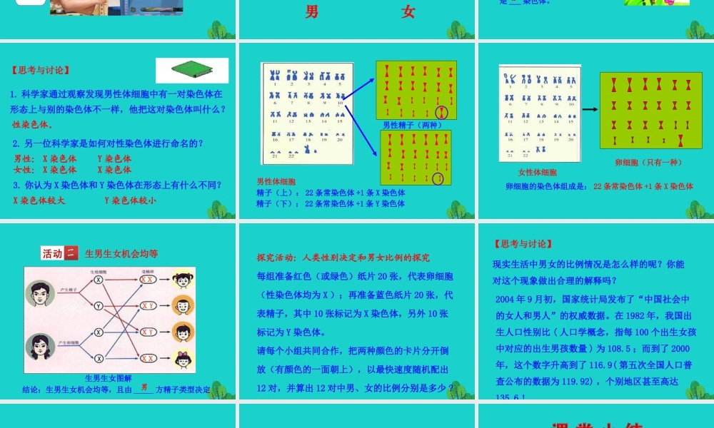 八年级生物下册 7.2.4 人的性别遗传课件(新版)新人教版 课件