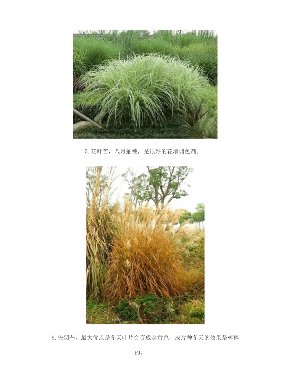 种常见观赏草_第2页