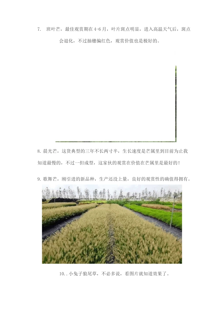 种常见观赏草_第3页