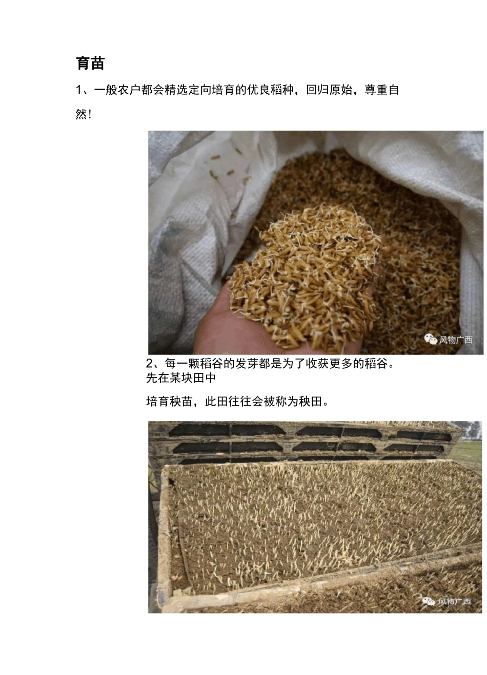 大米种植全过程,长知识了!_第3页