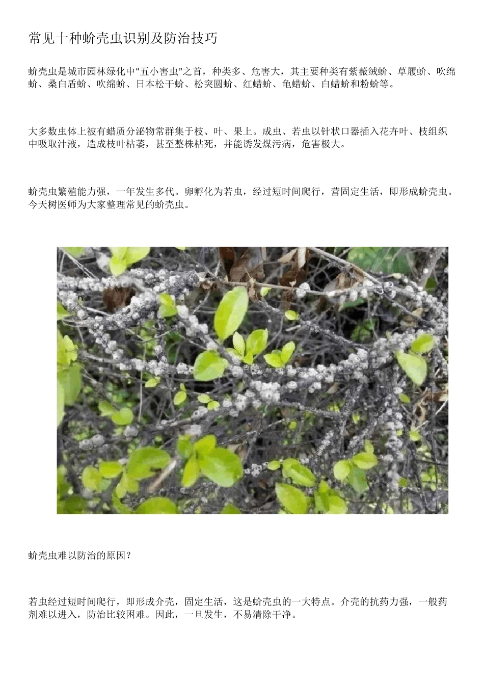 常见十种蚧壳虫识别及防治技巧_第1页