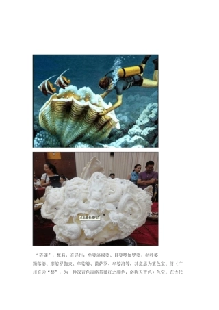 砗磲的功效与作用