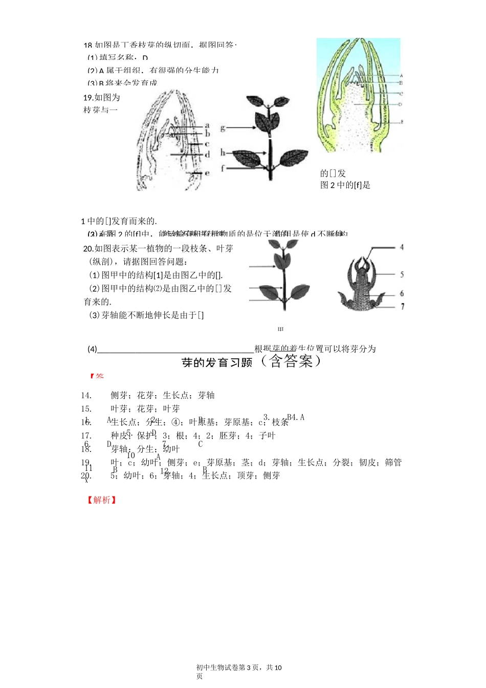 芽的发育 习题(含答案)_第3页