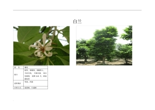 南方最常见常用的景观植物汇总
