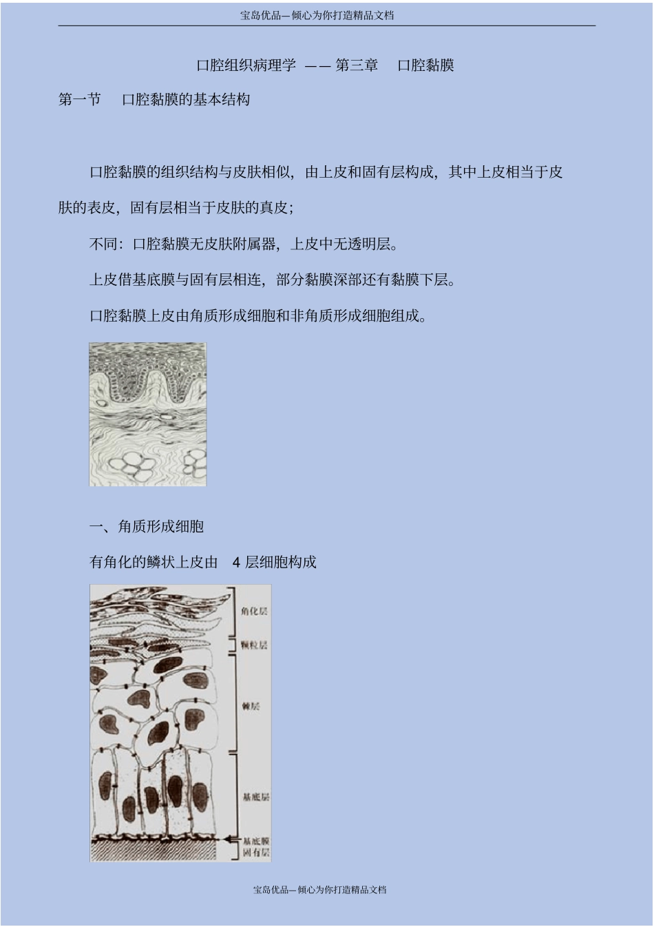 口腔组织病理学—口腔黏膜_第2页