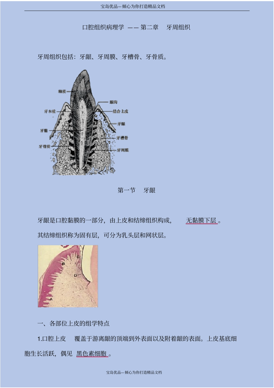 口腔组织病理学—牙周组织_第2页