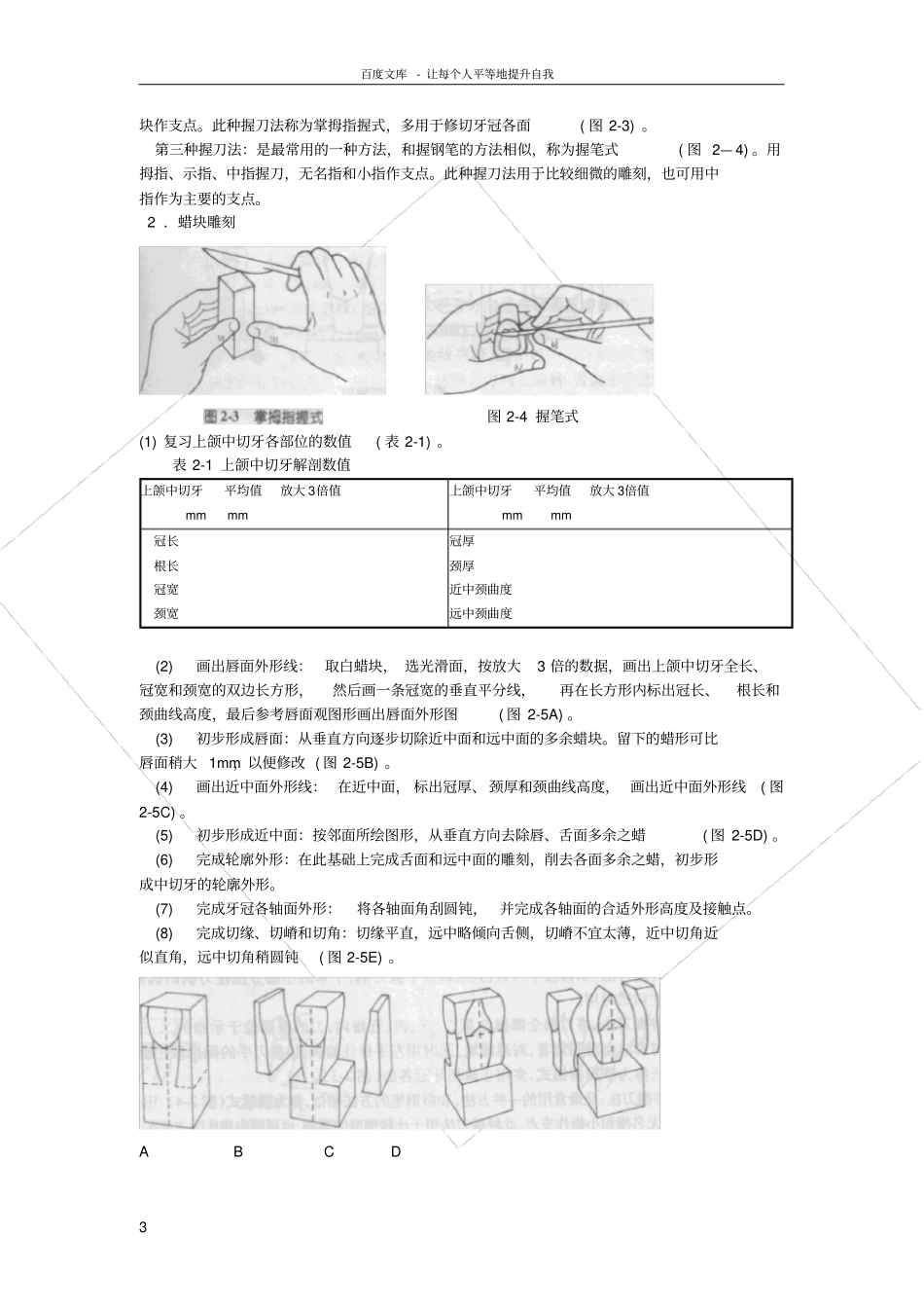 口腔解剖生理学试验指导_第3页