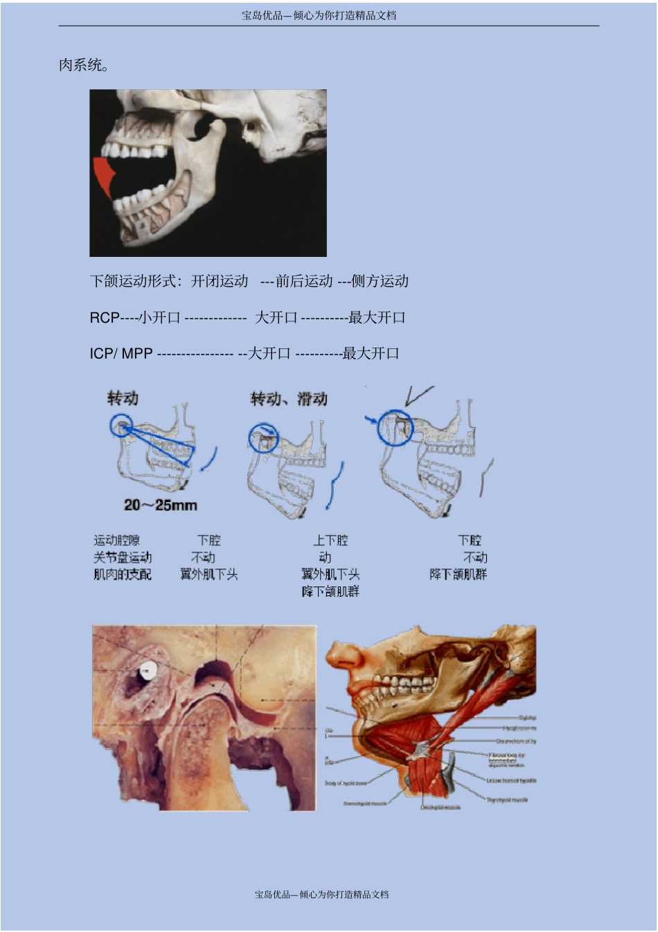 口腔解剖生理学—口腔功能_第3页