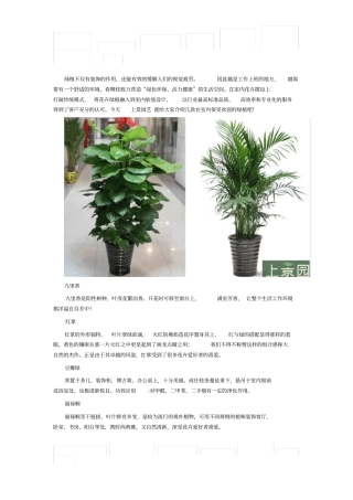 合肥绿植租摆公司
