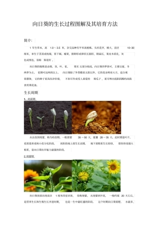 向日葵的生长过程图解及其培育方法