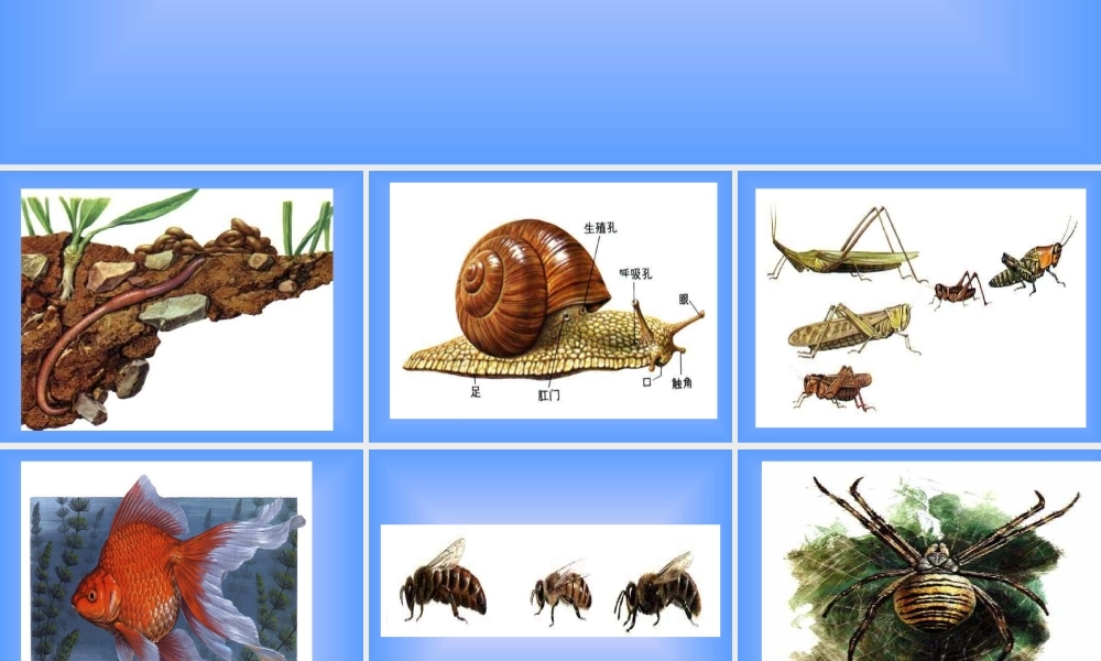 九年级生物上册 水中生活的动物ppt 课件