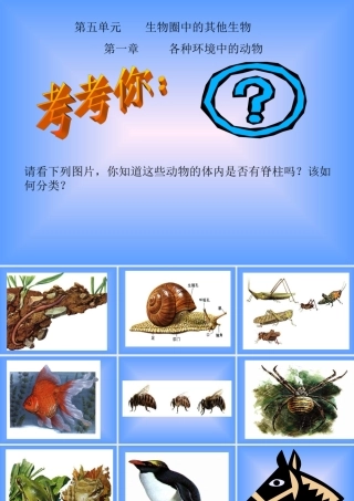 九年级生物上册 水中生活的动物ppt 课件