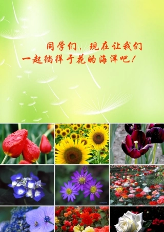 八年级语文上册 第六单元 29 送你一束转基因花课件 (新版)苏教版 课件