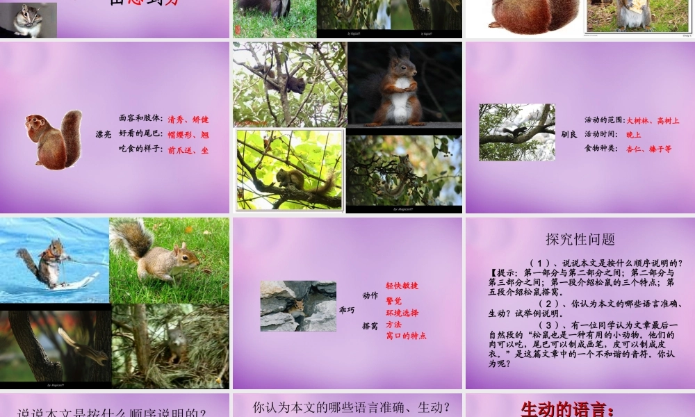 中学七年级语文下册(15 松鼠)课件 (新版)苏教版 课件