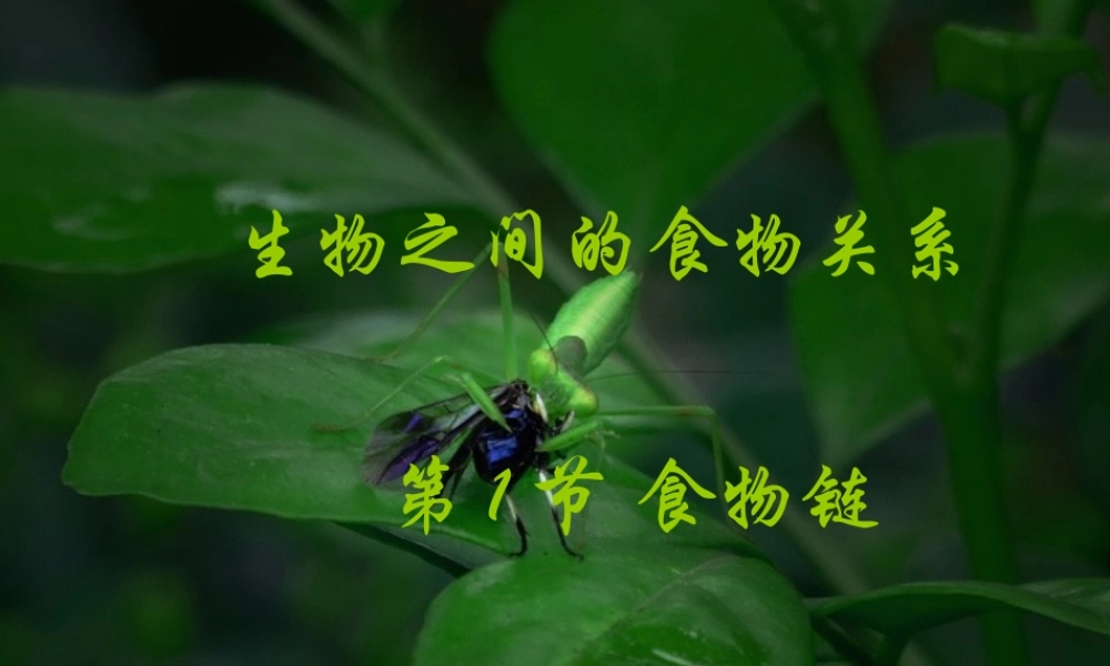 中学七年级生物上册 3.6.1(食物链)课件 (新版)苏科版 课件