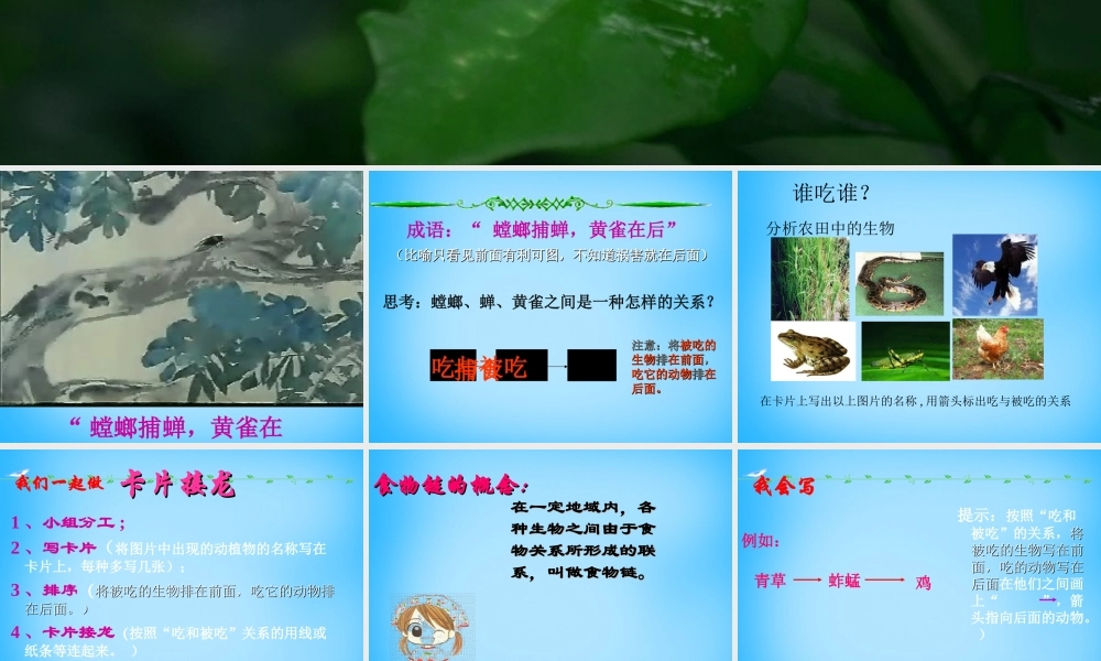 中学七年级生物上册 3.6.1(食物链)课件 (新版)苏科版 课件