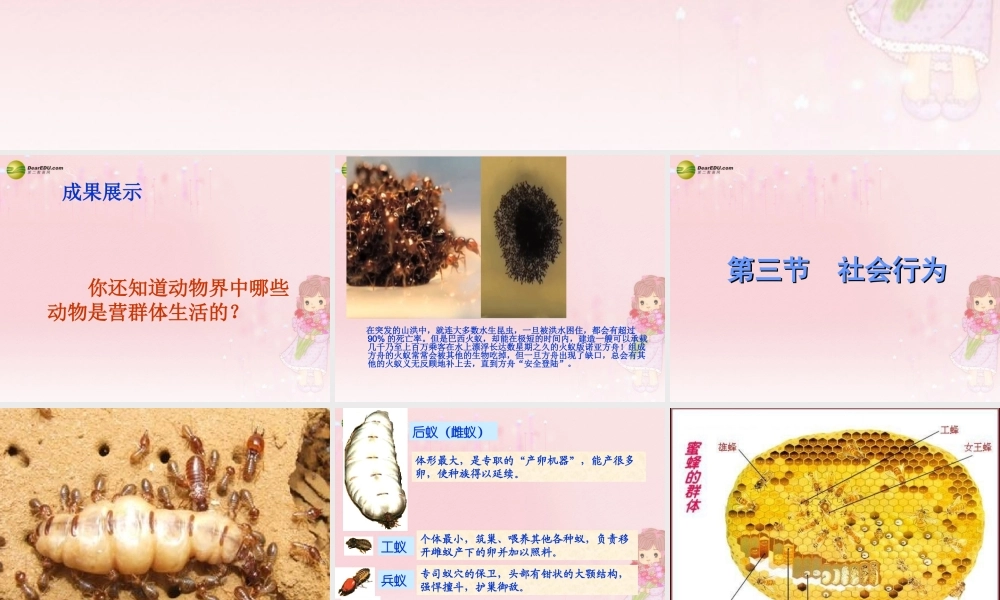 八年级生物上册 第五单元 第二章 第三节 社会行为课件 新人教版 课件