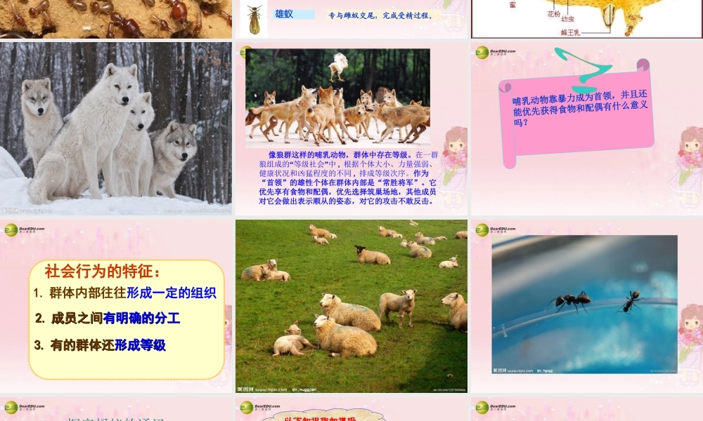 八年级生物上册 第五单元 第二章 第三节 社会行为课件 新人教版 课件