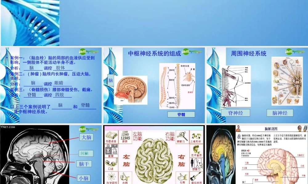 八年级生物 第一学期(试验本)第2章第二节 神经系统 神经系统组成课件 上海版 课件