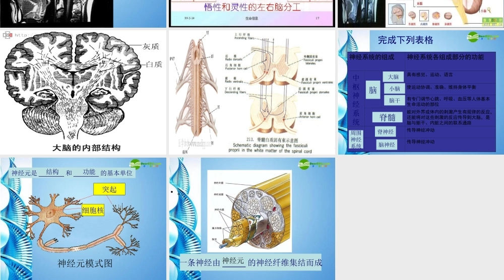 八年级生物 第一学期(试验本)第2章第二节 神经系统 神经系统组成课件 上海版 课件