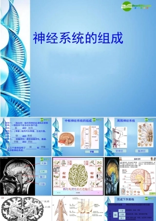 八年级生物 第一学期(试验本)第2章第二节 神经系统 神经系统组成课件 上海版 课件