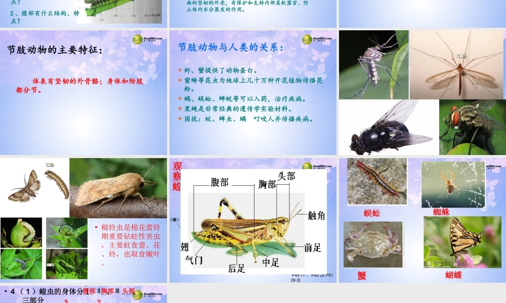 八年级生物上册 第五单元 1.3 节肢动物课件1 (新版)新人教版 课件