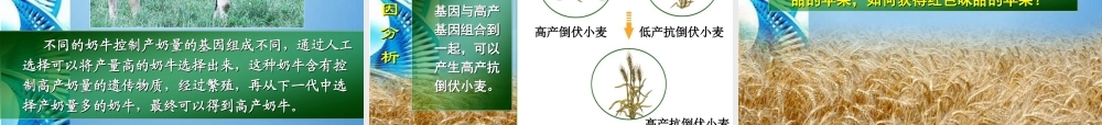 八年级生物下册 第21章第2节生物的变异课件课件 苏科版 课件