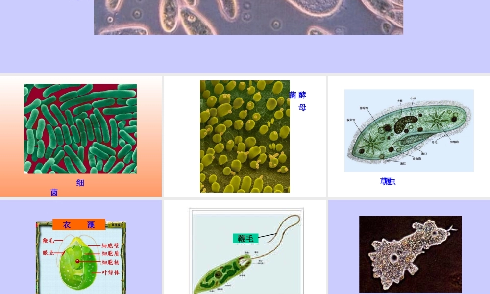 七年级生物单细胞生物课件 新课标 人教版 课件