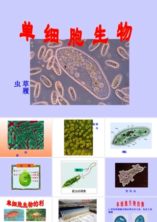 七年级生物单细胞生物课件 新课标 人教版 课件